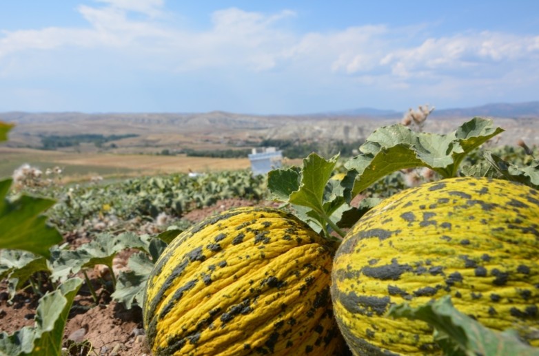 Alacati melon (Дыня алачатская)