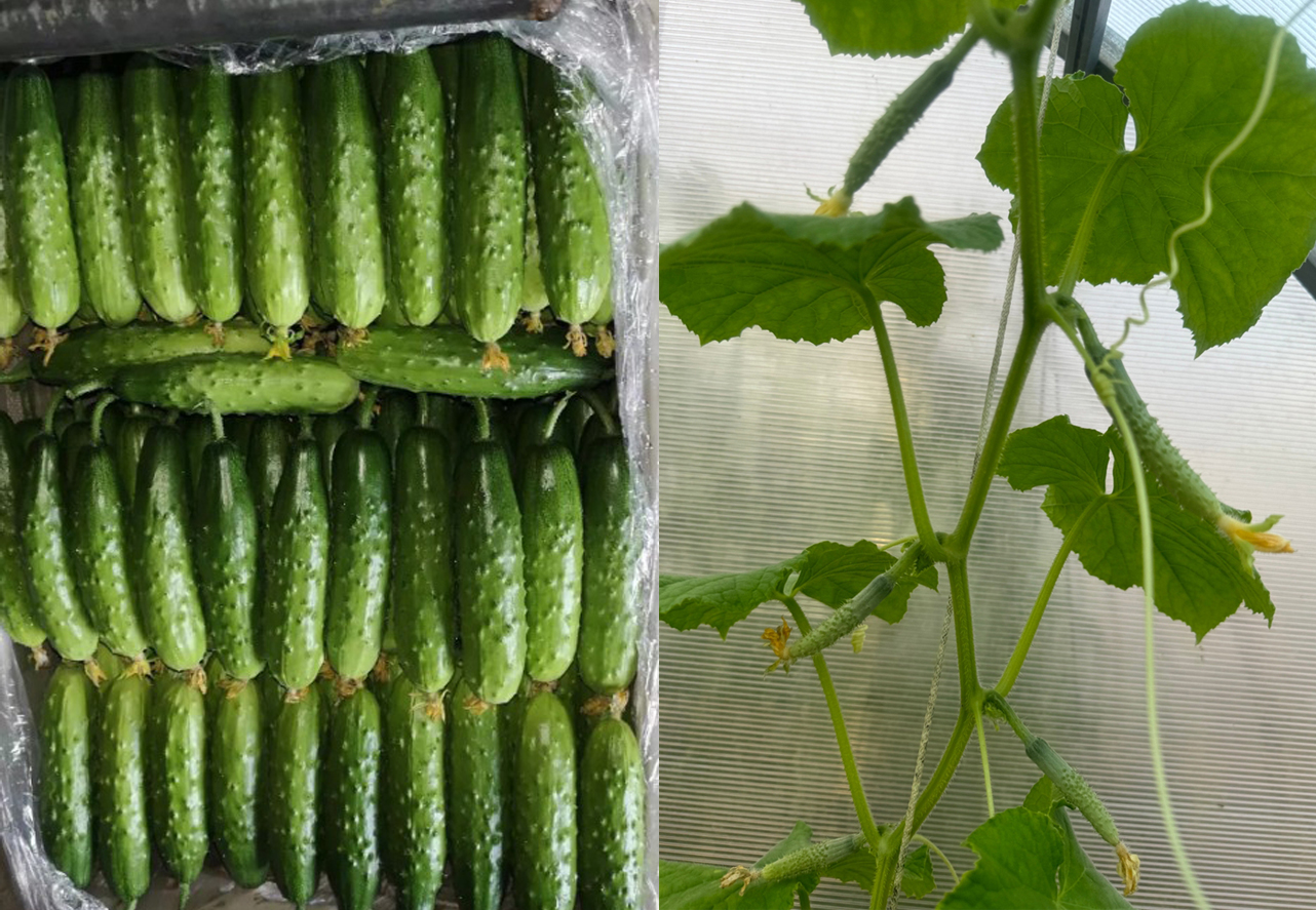 Barada (Барада)