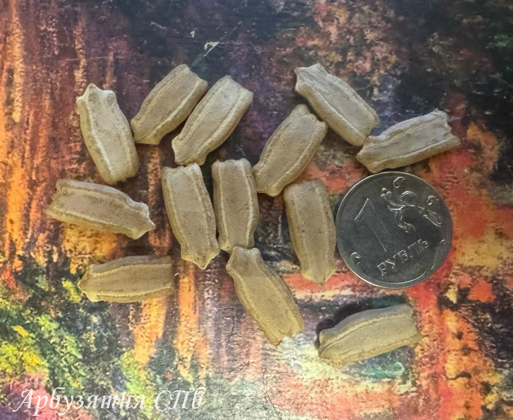 Новинка! Booster (Бустер) 10 шт.