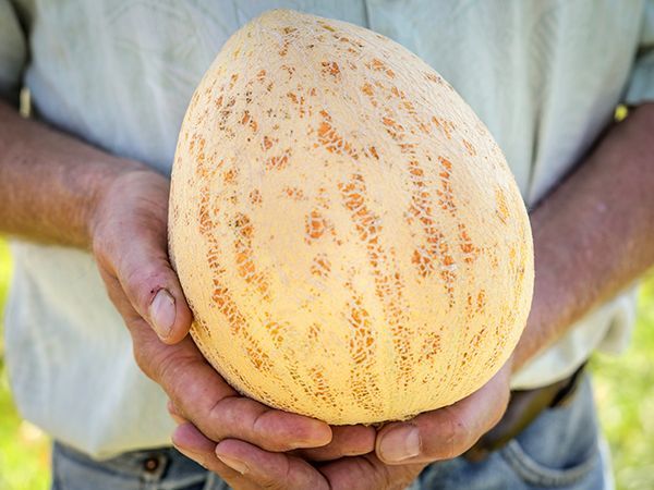 Crane Melon (дыня Крейна)