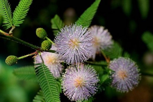 Мимоза стыдливая (Mimosa pudica) - 2