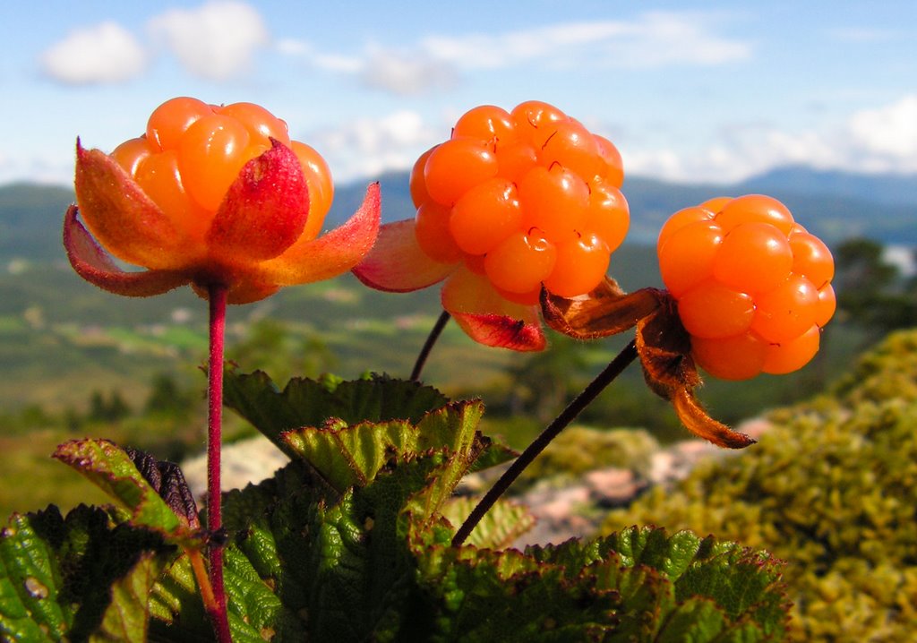 Морошка Rubus chamaemorus