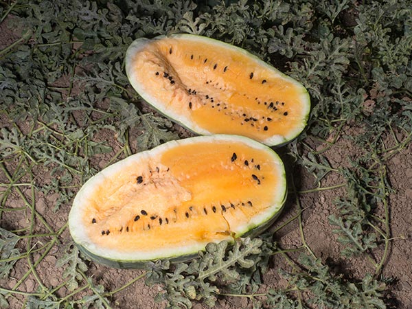 Mountain Sweet Yellow Watermelon