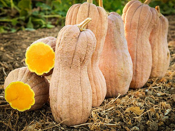 Butternut Rogosa Violina "Gioia" (Джойа)