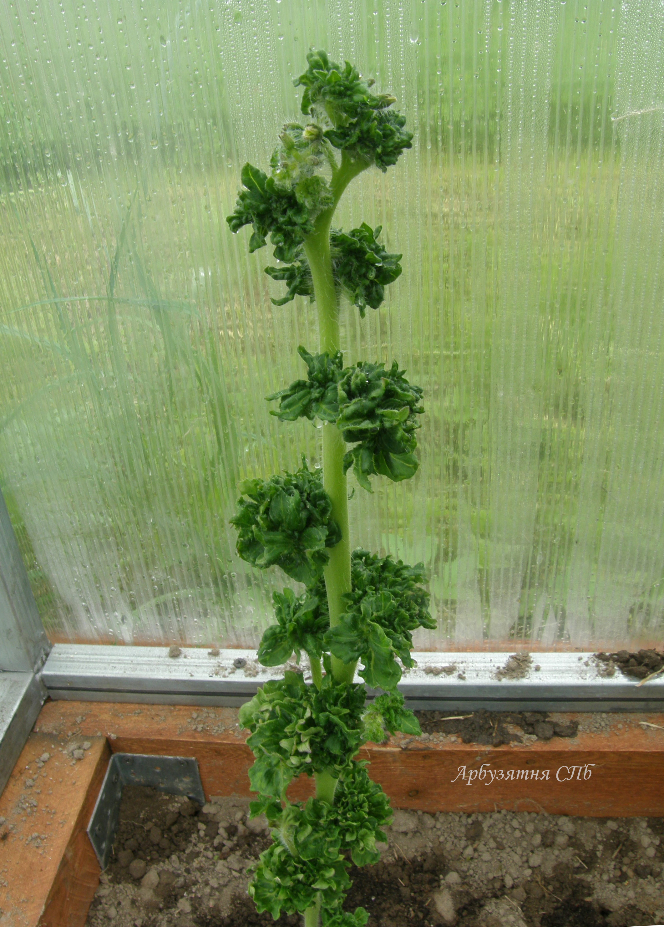 Stick -Tomato/Curly Tomato (Томат-Палка, Кудряволистный помидор) (сорт, США)