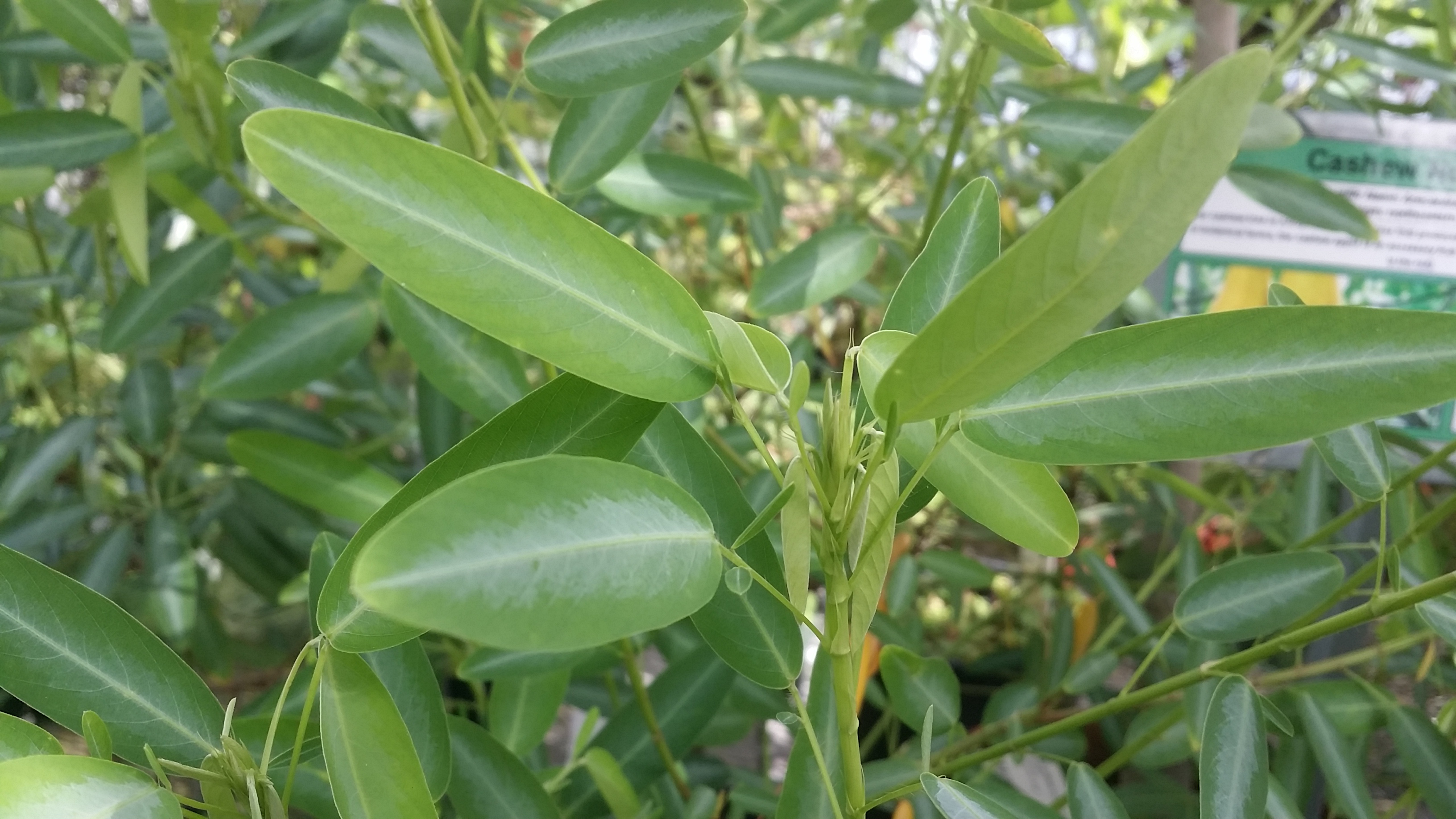 Телеграф, танцующее растение (Codariocalyx motorius) - 1