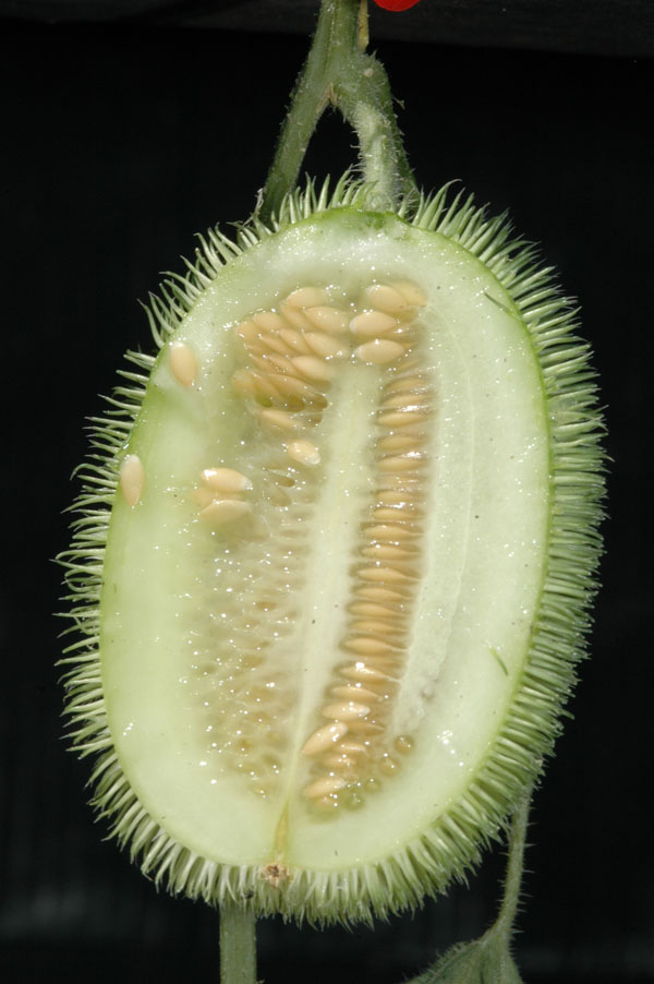 Новинка! Огурец ворсянковый (Cucumis dipsaceus) - 1