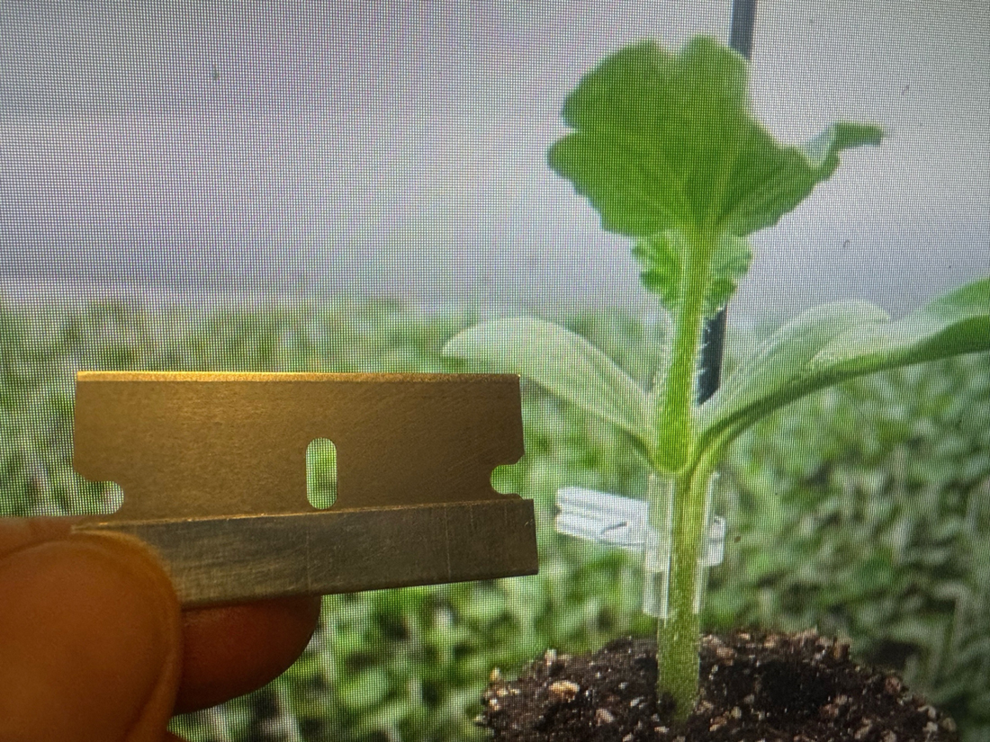 Лезвие для прививок