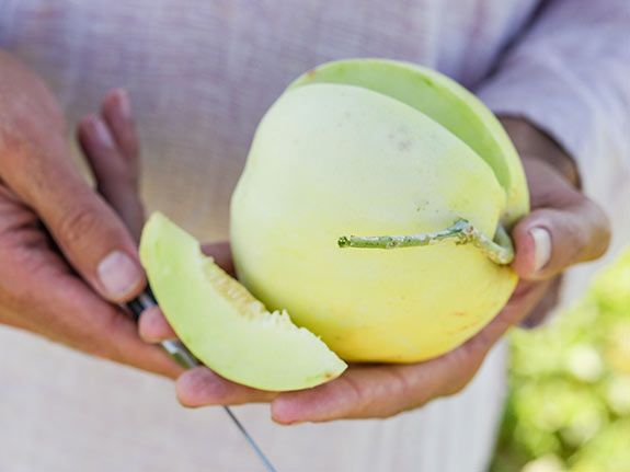 Sakata's sweet melon (Саката свит)