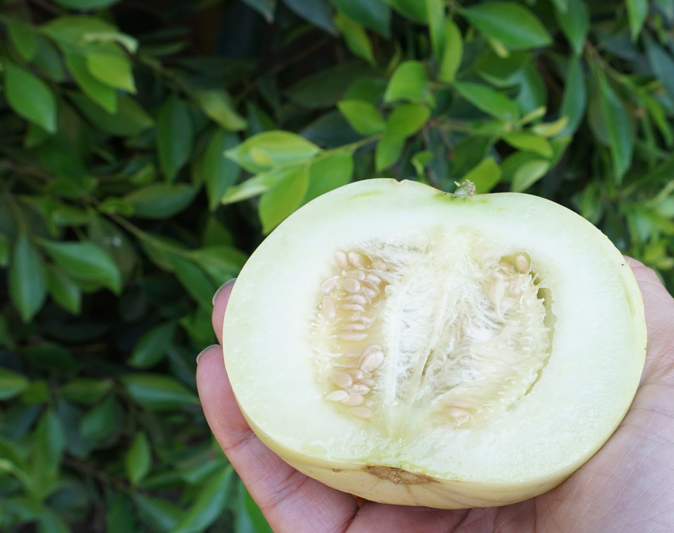 Sakata's sweet melon (Саката свит)