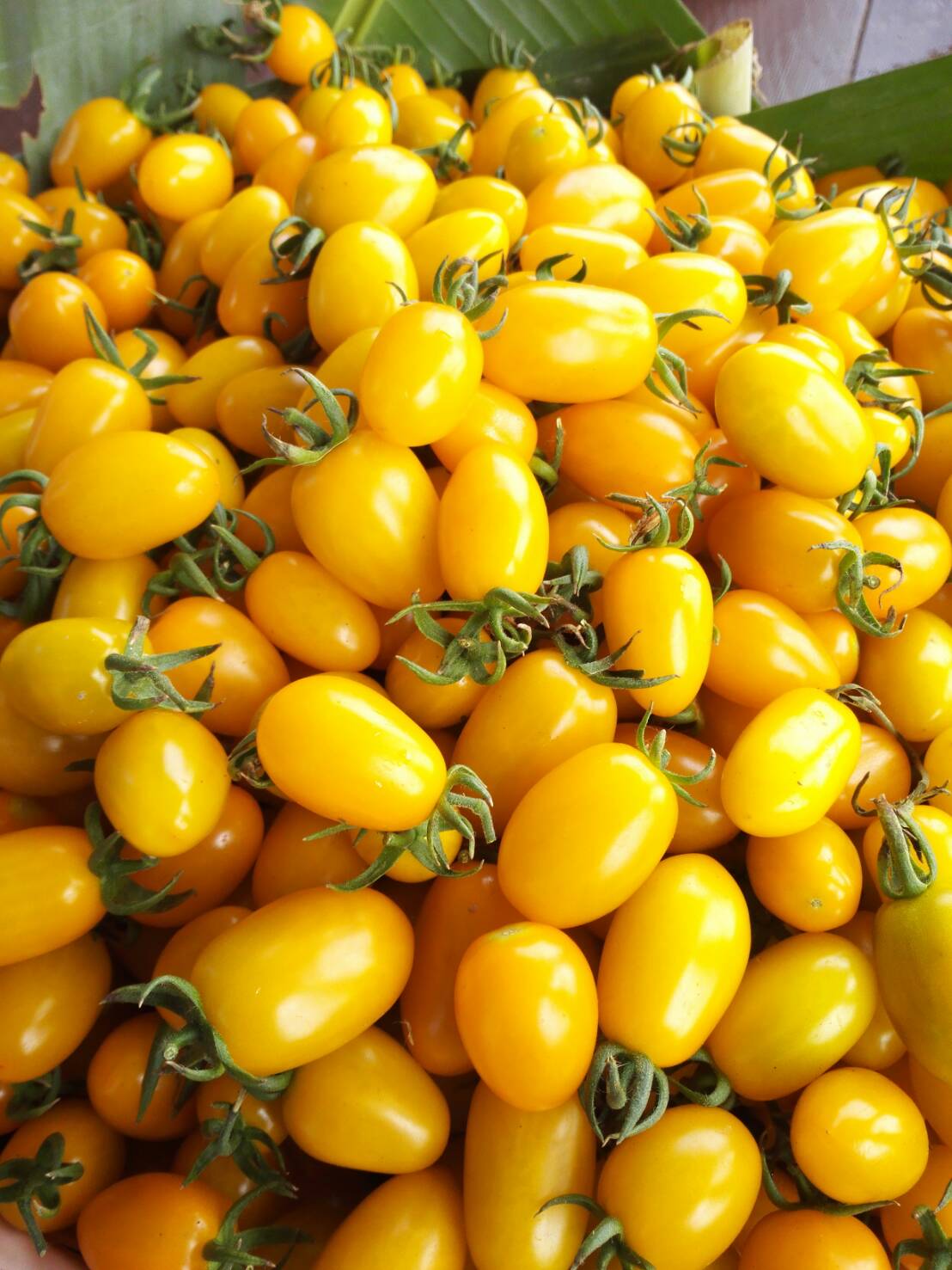 Sunlemon (Санлемон)