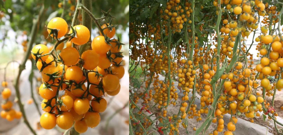 Новинка! Honey Balls/ Ханиболс